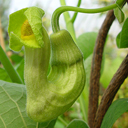 Aristolochia manschuriensis HC 970157