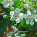 Aronia melanocarpa 'Autumn Magic'
