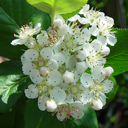Aronia prunifolia 'Hugin'