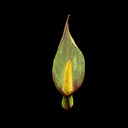 Arum concinnatum