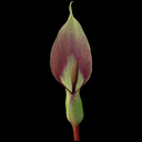 Arum cyrenaicum Arch 195.150