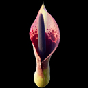 Arum dioscoridis v. dioscoridis AGS