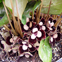 Asarum maximum Panda