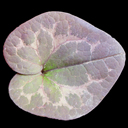 Asarum rhombiformis