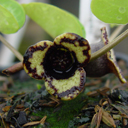 Asarum shuttleworthii