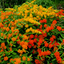 Asclepias tuberosa Gay Butterflies