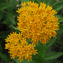 Asclepias tuberosa 'Hello Yellow'