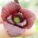 Asimina triloba