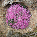 Asperula sintensii 61 Clone 2