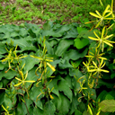 Asphodeline lutea