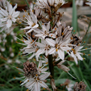Asphodelus aestivas (microcarpus)