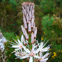 Asphodelus albus