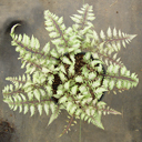 Athyrium niponicum pictum dwarf