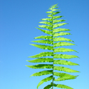 Diplazium (Athyrium) pycnocarpon Glade Fern