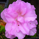 Azalea �Elsie Lee�