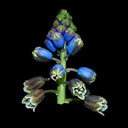 Bellevalia dubia