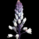 Bellevalia romana (hyacinthus romanus)