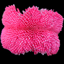 Bellis perennis 'Rob Roy'