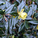 Berberis x frikartii 'Amstelveen' Berberis x frikartii 'Amstelveen'