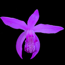 Bletilla striata