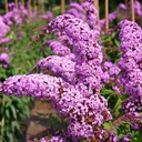 Buddleja davidii 'Purple Prince'