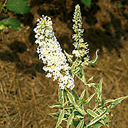 Buddleja davidii �White Harlequin�