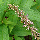 Buddleja japonica