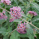 Buddleja longiflora