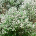 Buddleja loricata