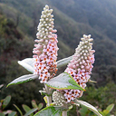 Buddleja macrostacha