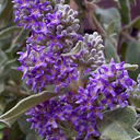 Buddleja salvifolia