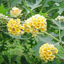 Buddleja x weyreana 'Golden Glow'