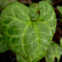 Beesia deltophylla 98447