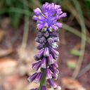 Bellevalia sp.