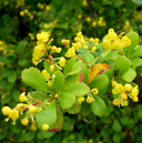 Berberis lempergiana