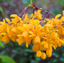 Berberis darwinii Berberis darwinii