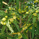Berberis gagnepainii DJHC 140