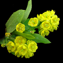 Berberis pratii Berberis pratii