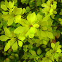 Berberis thunbergii aurea Berberis thunbergii aurea