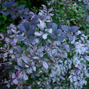 Berberis thunbergii 'Silver Mile' Berberis thunbergii 'Silver Mile'