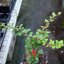 Berberis x hybrido-gagnepainii 'Park Jewel'