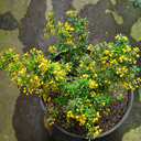 Berberis x stenophylla 'Corolina Compacta'