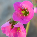 Bergenia cordifolia 'Winterglut'