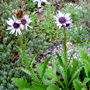 Berkheya purpurea