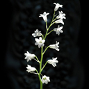 Brimurea amethystinus alba