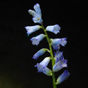 Brimurea amethystinus