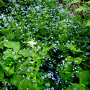 Brunnera macrophylla