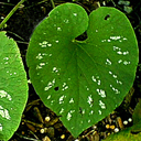 Brunnera macrophylla 'Langtrees'