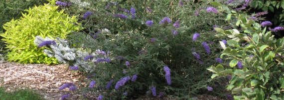 Buddleja