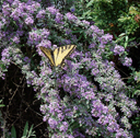 Buddleja alternifolia �Argentea�